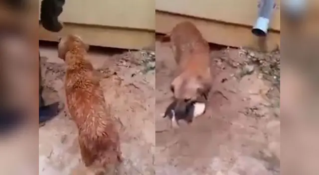 La perrita no logró sacar a todos sus cachorros.