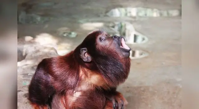 Mono Aullador Mono Aullador