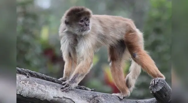 Machín blanco Machín blanco
