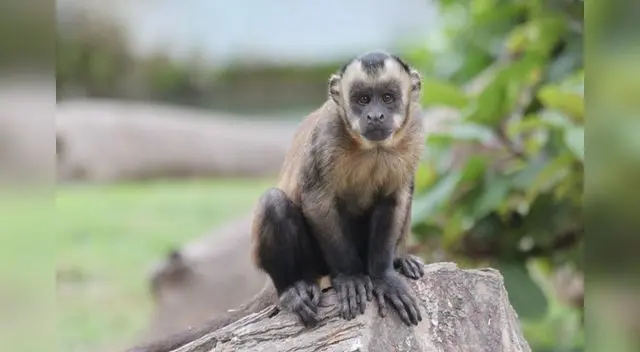 Machín negro Machín negro