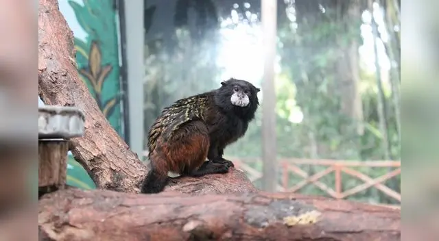 Mono tití Mono tití