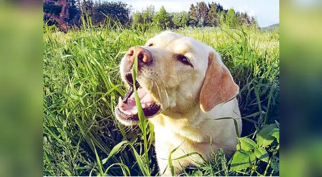 Intoxicación en perros.