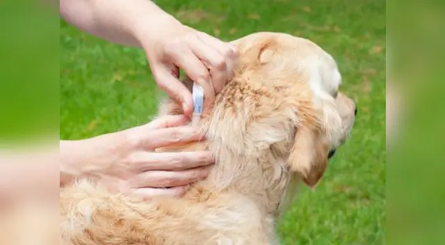 Garrapatas en los perros. Garrapatas en los perros.