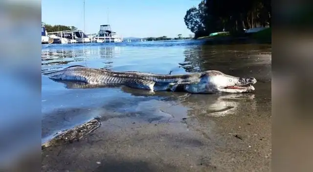 La imagen recorrió el mundo debido a su rareza. 