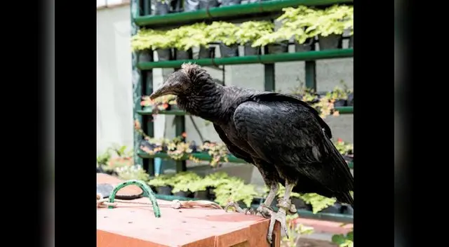 Gallinazos en acción.