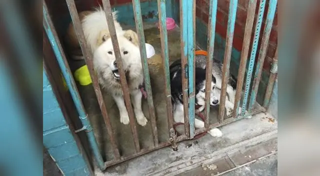 Nuevo caso de maltrato animal. Nuevo caso de maltrato animal.