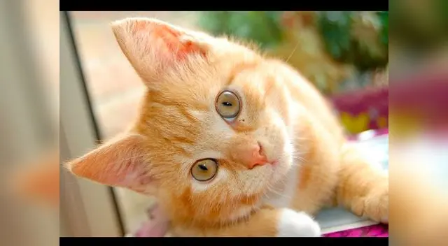 Los gatos son temidos por algunos pero amados por otros