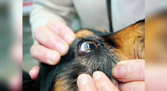 Mascotas envenenadas. Mascotas envenenadas.