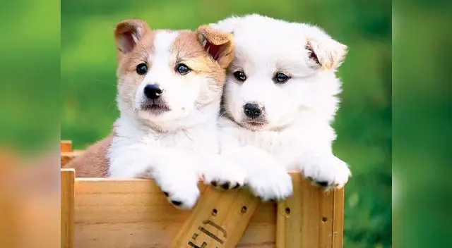 Mascotas envenenadas. Mascotas envenenadas.