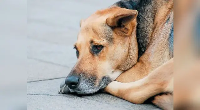 Envenenamiento de mascotas. Envenenamiento de mascotas.