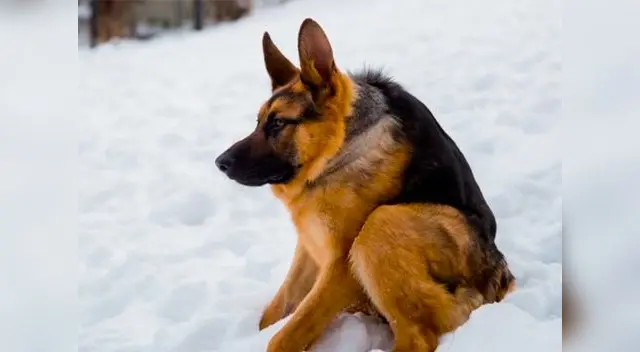 El animal sufre de una extraña enfermedad en el mundo.