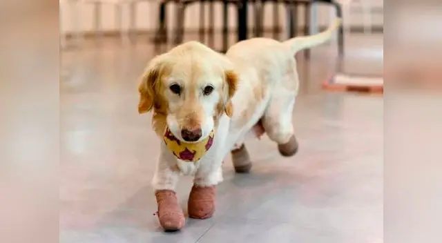 Chi Chi ahora luce recuperada y feliz.