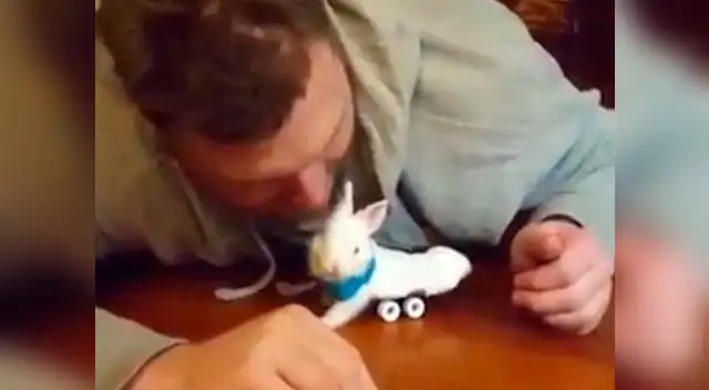 Granjeros dicen que pequeño conejo ama la velocidad. Granjeros dicen que pequeño conejo ama la velocidad.