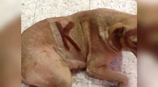 Trasquilaron al can. Trasquilaron al can.