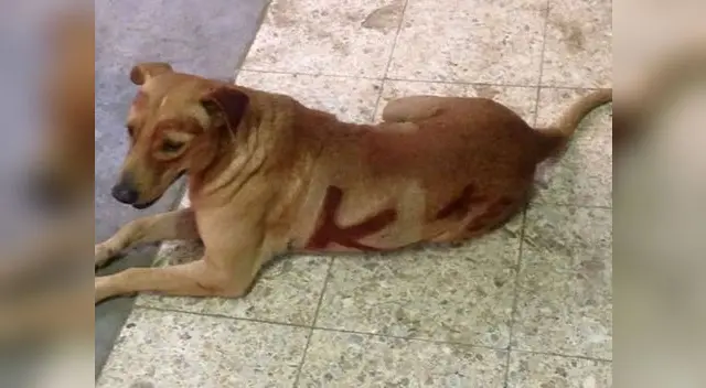 ¡Pobre can! ¡Pobre can!