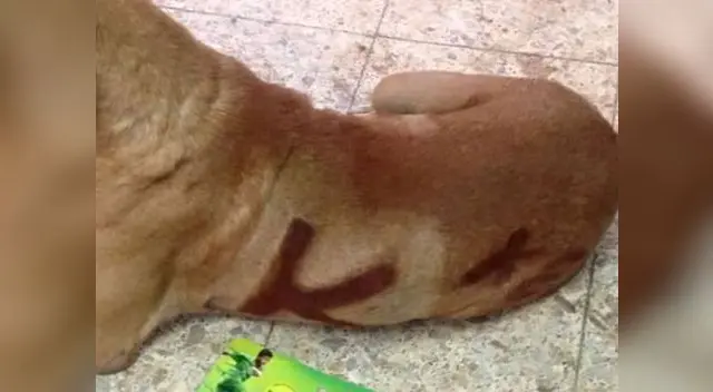 Le pintaron todo el cuerpo. Le pintaron todo el cuerpo.