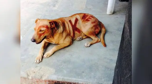 Perro es pintado por simpatizantes de Keiko Fujimori. Perro es pintado por simpatizantes de Keiko Fujimori.