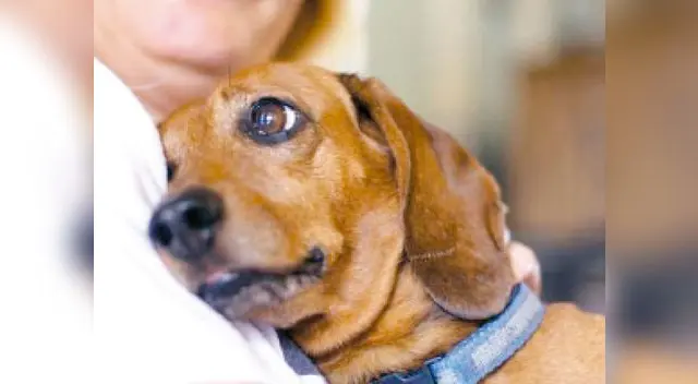 La artrosis es una enfermedad degenerativa. La artrosis es una enfermedad degenerativa.