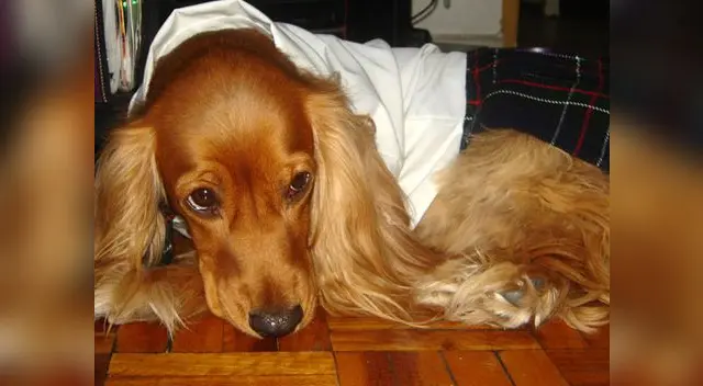 Hay que saber identificar la artrosis en los perros. Ellos sienten dolor pero a veces no saben cómo expresarlo. Hay que saber identificar la artrosis en los perros. Ellos sienten dolor pero a veces no saben cómo expresarlo.