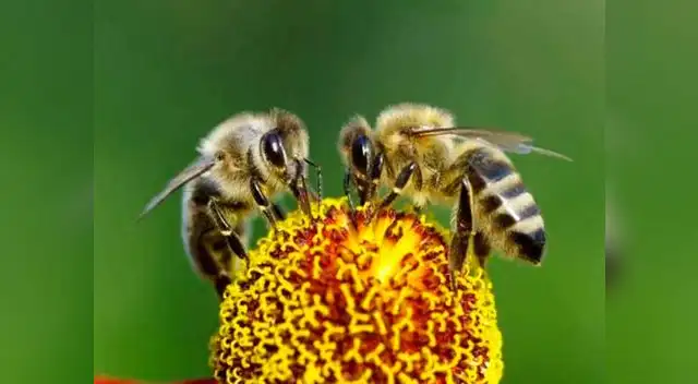 Las abejas se extinguirán de la Tierra.