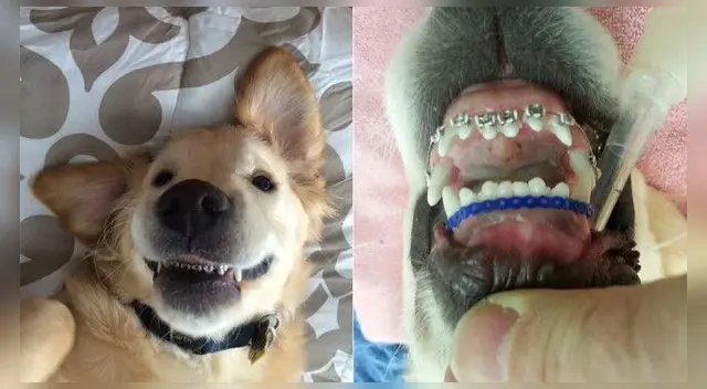 El animal mantendrá los brackets durante unas semanas. El animal mantendrá los brackets durante unas semanas.