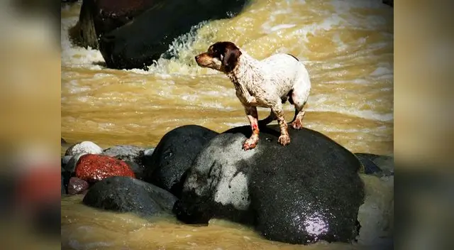 Ahora se encuentra a buen recaudo y está a la esperar de ser adoptado Ahora se encuentra a buen recaudo y está a la esperar de ser adoptado