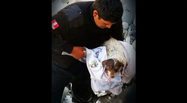 Ahora se encuentra a buen recaudo y está a la esperar de ser adoptado Ahora se encuentra a buen recaudo y está a la esperar de ser adoptado