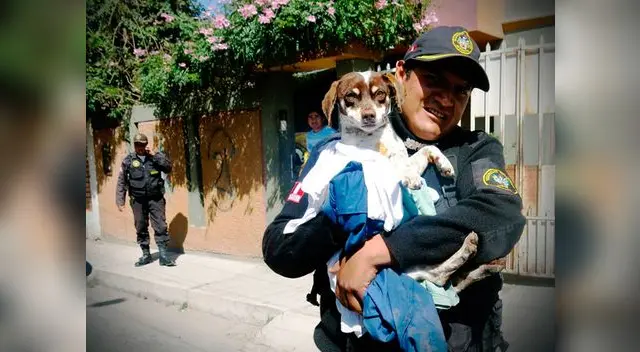Ahora se encuentra a buen recaudo y está a la esperar de ser adoptado Ahora se encuentra a buen recaudo y está a la esperar de ser adoptado
