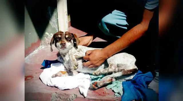 Ahora se encuentra a buen recaudo y está a la esperar de ser adoptado Ahora se encuentra a buen recaudo y está a la esperar de ser adoptado