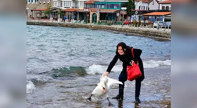 Así arrastró la mujer al pobre cisne.