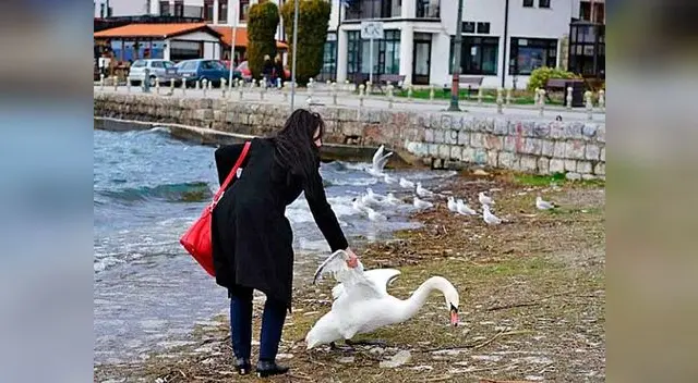 Así arrastró la mujer al pobre cisne.
