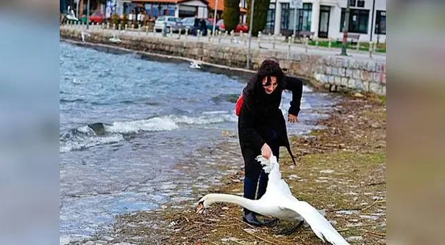 Así arrastró la mujer al pobre cisne.