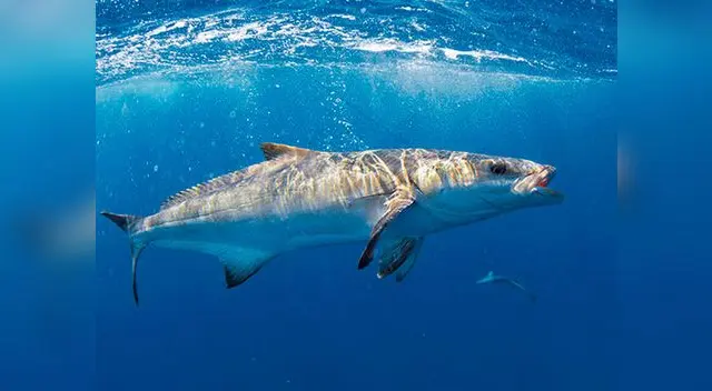 Cuatro ejemplares han sido avistados en el mar peruano Cuatro ejemplares han sido avistados en el mar peruano