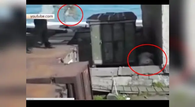 El can se impactó contra el suelo. El can se impactó contra el suelo.