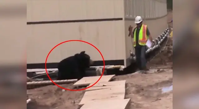 El jefe retumbó con sus gritos el bosque de Europa. El jefe retumbó con sus gritos el bosque de Europa.