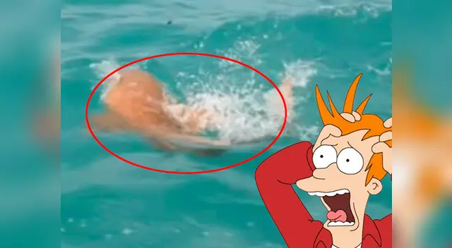 La criatura sorprendió a los pescadores de la zona. 