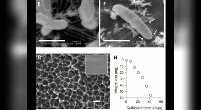 Bacteria que terminará con la contaminación ambiental. Bacteria que terminará con la contaminación ambiental.