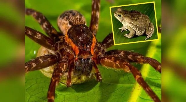 La araña podría acabar con la vida de los sapos que dañan al ecosistema.