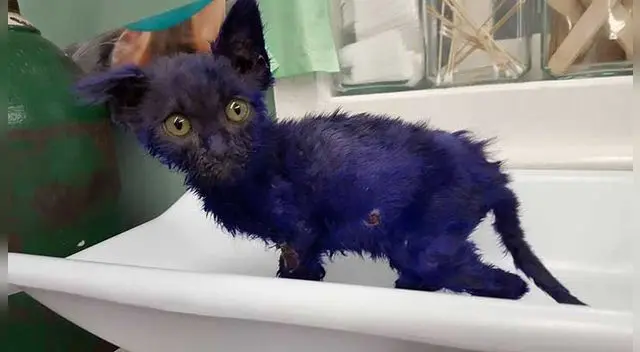 Smurf estuvo a punto de ser sacrificado Smurf estuvo a punto de ser sacrificado