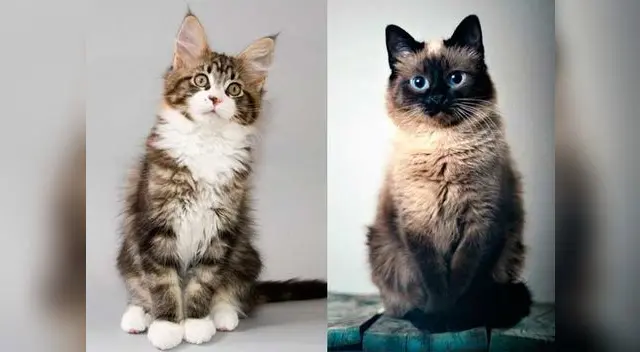 Se conocerá el significado de los maullidos gatunos.