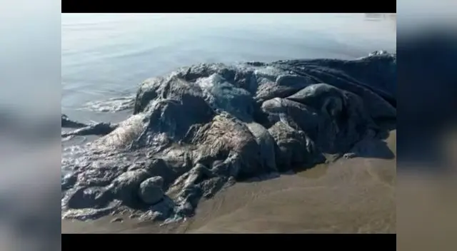 La criatura dejó impactados a los bañistas