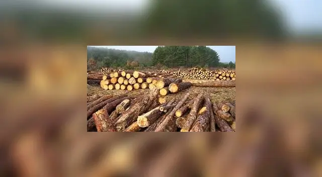 Los bosques reducen el calentamiento de la atmósfera y regulan el clima.