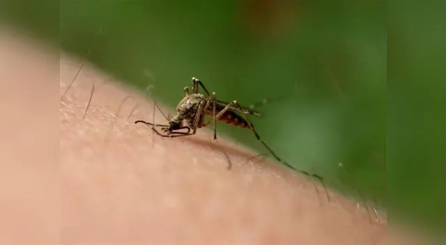 Si eres mordido o picado por cualquier animal, lava la herida.