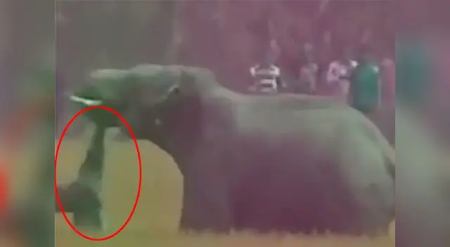 El animal es miembro de una manada que está causando destrozos El animal es miembro de una manada que está causando destrozos