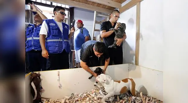 En estas condiciones fueron encontrados los perritos rescatados.