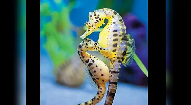 Es muy requerido por el mercado asiático. Es muy requerido por el mercado asiático.