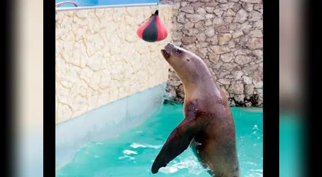 Además de diversos espectáculos preparados para todas las edades 