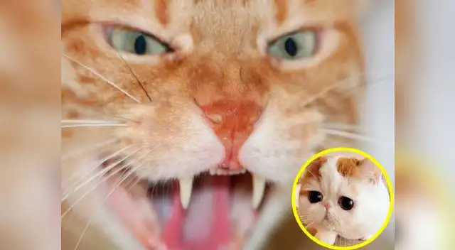 Las personas agresivas tienen ese carácter por esto