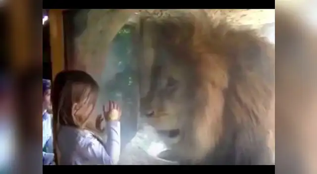 Su inocencia hizo que se acercara sin temor al rey de la selva