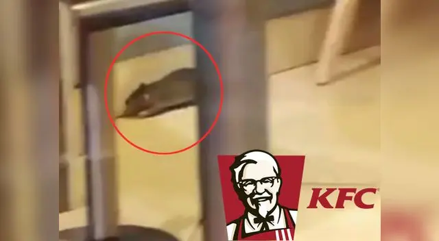 Usuarios grabaron al roedor cuando visitaba el local. Usuarios grabaron al roedor cuando visitaba el local.